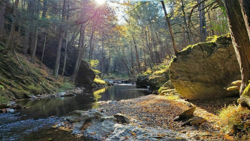 A serene forest scene with a winding stream, sunlight filtering through trees, and autumn leaves scattered on the ground.
