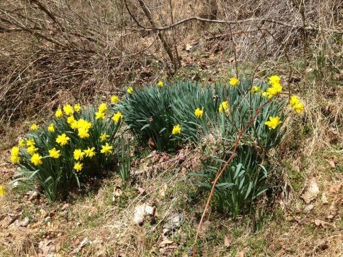 A cluster of bright yellow daffodils surrounded by green leaves and dry grass in a natural setting.