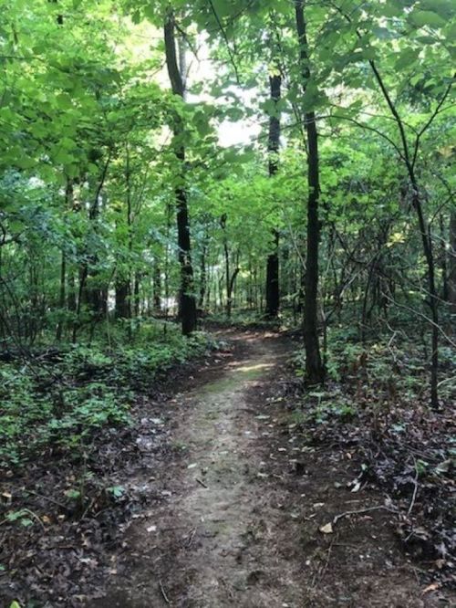 A narrow dirt path winding through a lush green forest with tall trees and dense foliage.