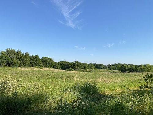 A wide, open field with tall grass and scattered trees under a clear blue sky.