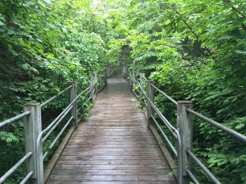 A wooden boardwalk winding through lush green foliage in a serene forest setting.