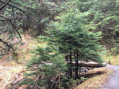 A dense cluster of evergreen trees beside a winding path in a lush, green forest.