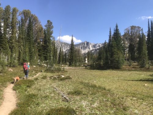 A person and a dog walk along a trail in a lush green meadow surrounded by tall trees and mountains in the background.