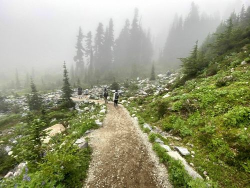 A misty forest trail with hikers surrounded by lush greenery and tall trees.