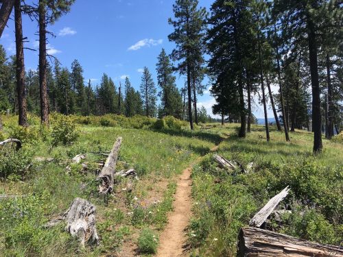A dirt path winds through a sunny forest with tall trees and wildflowers, leading into the distance.
