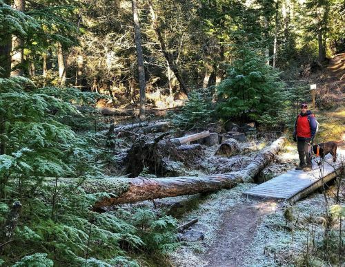 A person in a red jacket stands beside a fallen tree on a forest trail, with a dog and lush greenery around.