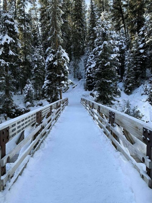 A snow-covered wooden bridge leads through a serene, snowy forest with tall evergreen trees.