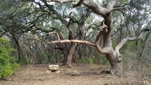 A serene forest scene featuring twisted oak trees and a rocky outcrop on the forest floor.