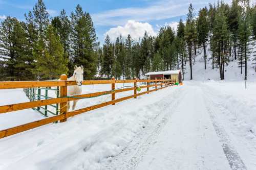 A snowy landscape with a white horse by a wooden fence, surrounded by tall pine trees and a barn in the background.