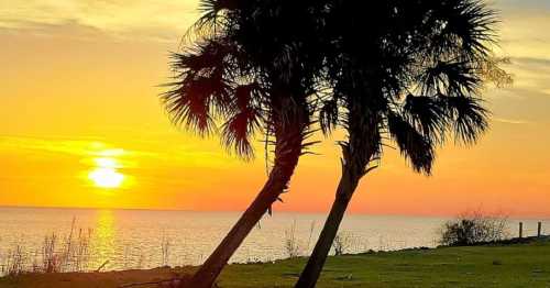 Silhouette of palm trees against a vibrant sunset over the water, with warm orange and yellow hues in the sky.