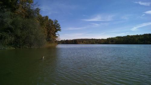 A serene lake surrounded by trees under a clear blue sky, with gentle ripples on the water's surface.