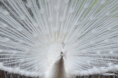 A white peacock displaying its magnificent fan of feathers, showcasing intricate patterns and a striking appearance.
