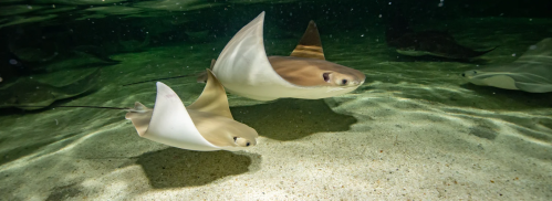 Two stingrays glide gracefully over the sandy ocean floor in a clear, blue underwater environment.