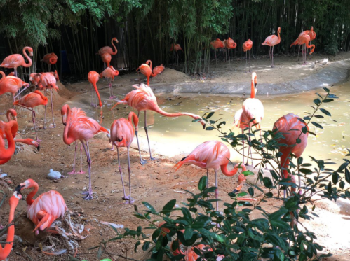 A group of pink flamingos standing near a pond, surrounded by greenery and bamboo in a sunny setting.