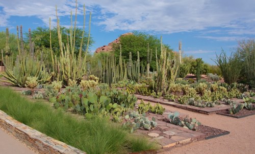 A vibrant desert garden featuring various cacti and succulents, with blue skies and rocky formations in the background.