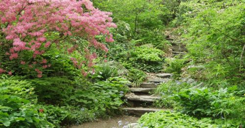 A serene garden path lined with lush greenery and vibrant pink flowers, leading up a set of stone steps.