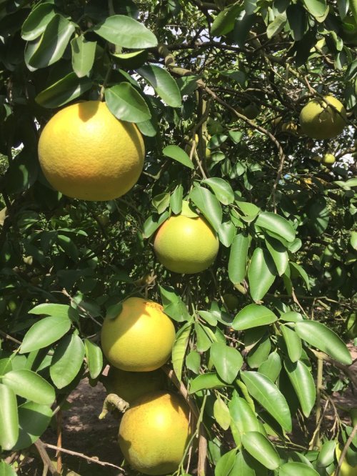 A close-up of a citrus tree with several yellow and green fruits hanging among lush green leaves.
