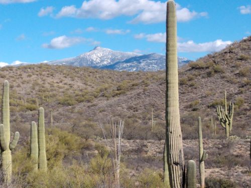 A desert landscape featuring tall cacti, rolling hills, and a snow-capped mountain under a blue sky with clouds.