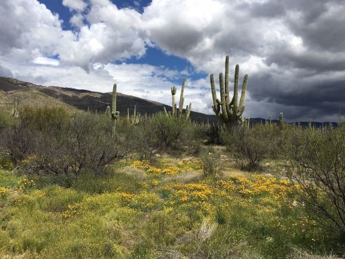 Desert landscape with cacti and wildflowers under a cloudy sky, showcasing a mix of greenery and arid terrain.