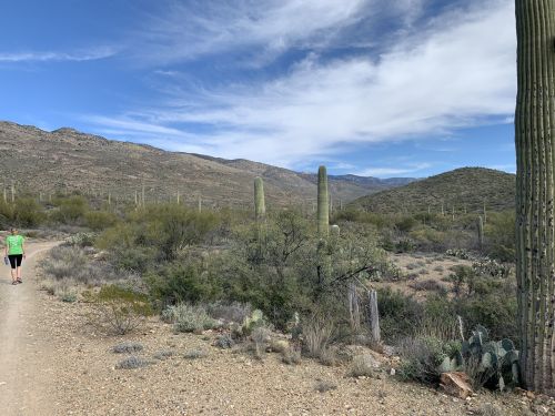 A person walks along a dirt path in a desert landscape with cacti and mountains under a blue sky.