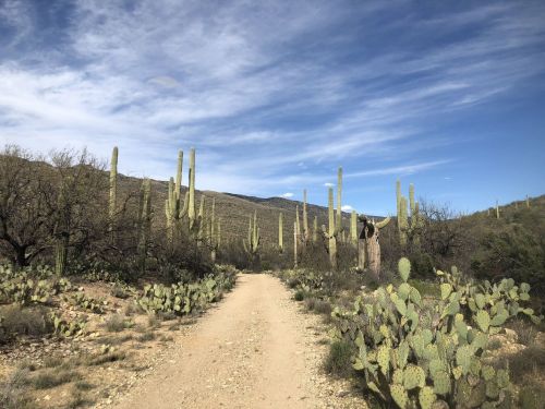 A dirt path winds through a desert landscape with tall cacti and scattered vegetation under a blue sky.