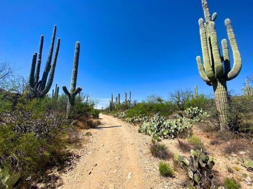 A dirt path winds through a desert landscape with tall cacti and sparse vegetation under a clear blue sky.