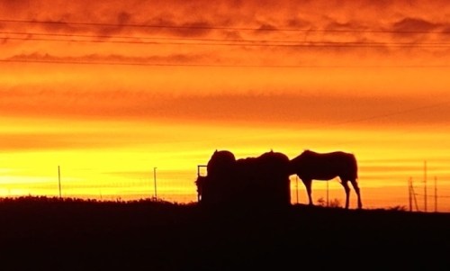 Silhouetted horses against a vibrant orange sunset, with a fence and distant power lines in the background.