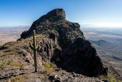A tall cactus stands on a rocky mountain peak, overlooking a vast desert landscape under a clear blue sky.