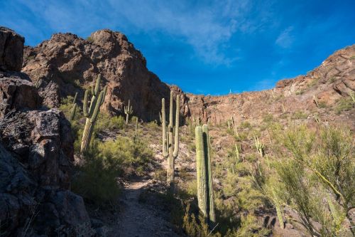 A rocky desert landscape with tall cacti and sparse vegetation under a blue sky.