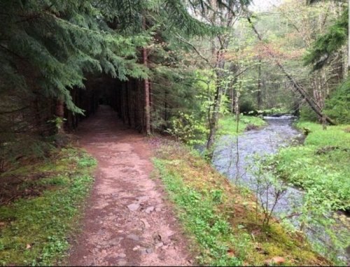 A serene forest path alongside a flowing stream, surrounded by lush greenery and tall trees.