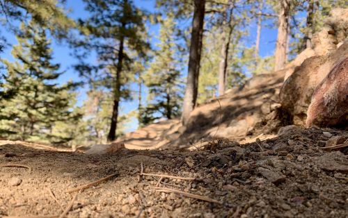 A close-up view of a dirt path surrounded by trees under a clear blue sky.