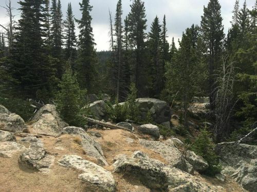 A rocky forest landscape with tall pine trees and scattered boulders under a cloudy sky.