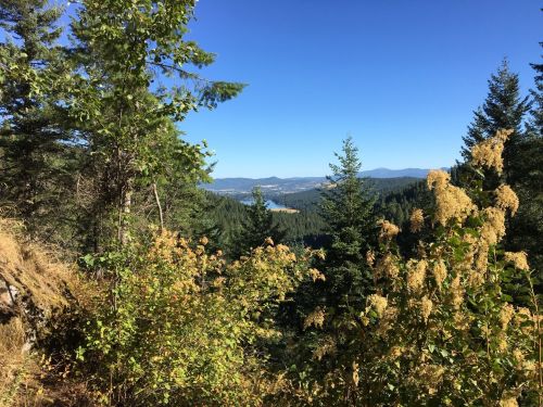 A scenic view of a lush forest with distant mountains and a clear blue sky, framed by green and golden foliage.