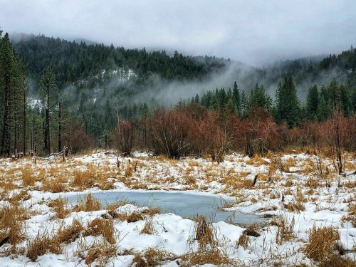 A misty landscape with snow-covered ground, patches of ice, and trees in the background under a cloudy sky.