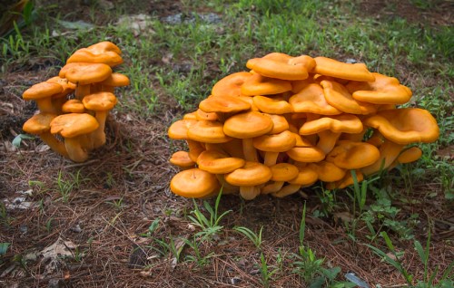 A cluster of vibrant orange mushrooms growing on the forest floor among green grass and pine needles.