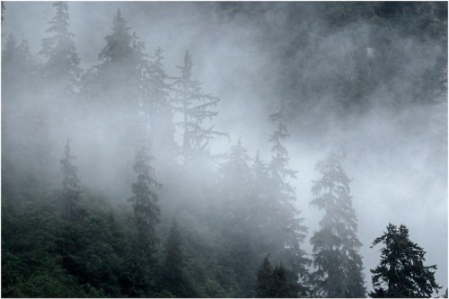 Fog envelops tall evergreen trees in a misty forest, creating a serene and mysterious atmosphere.