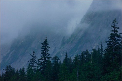 Foggy mountainside with tall evergreen trees in the foreground, creating a serene, misty landscape.