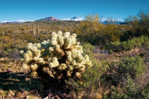 A desert landscape featuring a cholla cactus in the foreground and snow-capped mountains in the background.