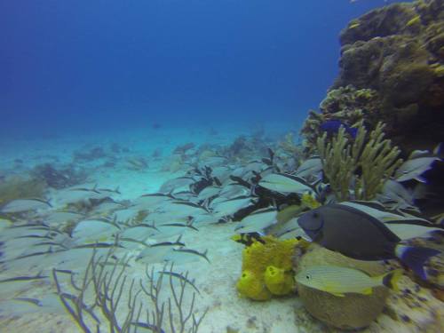 Underwater scene with a school of fish swimming near colorful coral and sponges in a clear blue ocean.