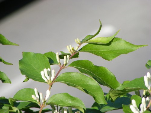 Close-up of green leaves with small white buds against a blurred background.