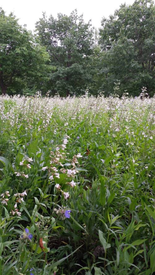 A lush field filled with white and purple wildflowers, surrounded by green trees under a cloudy sky.