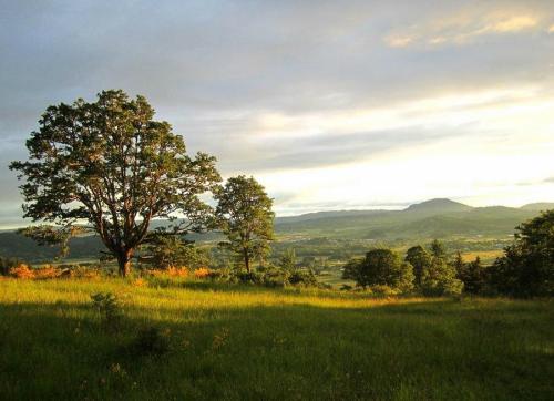 A serene landscape featuring a large tree on a grassy hill, with rolling hills and a mountain in the background under a cloudy sky.