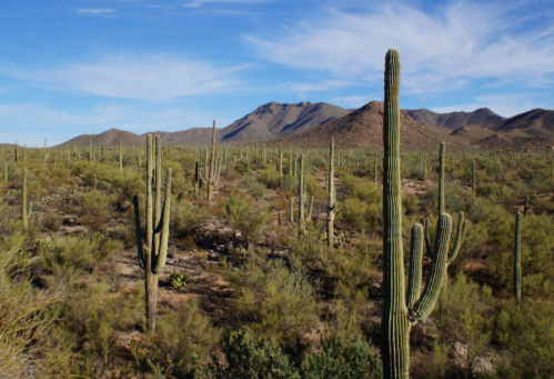A desert landscape featuring tall cacti, mountains in the background, and a clear blue sky.