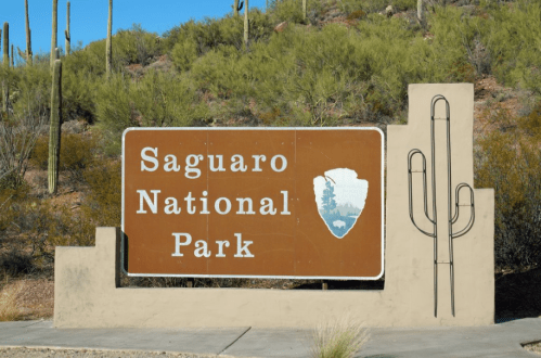 Sign for Saguaro National Park, featuring a cactus illustration and surrounded by desert vegetation.