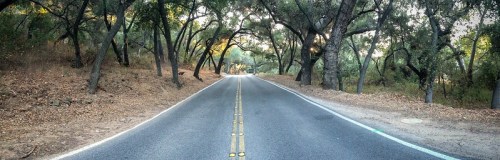 A serene, tree-lined road with a canopy of branches overhead, surrounded by earthy tones and soft lighting.