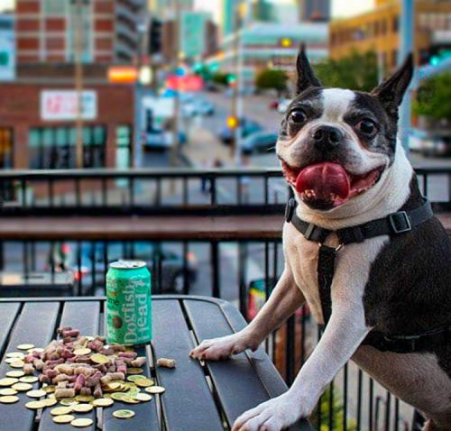 A happy dog sits at a table with scattered treats and a can of beer, overlooking a city street in the background.
