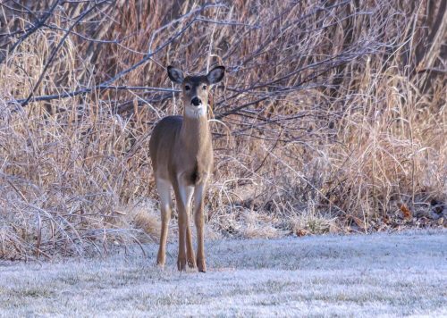 A deer stands in a frosty field, surrounded by tall grass and bare branches.