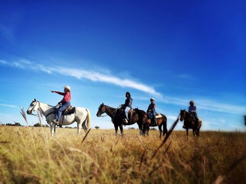 Four horseback riders in a grassy field, with one pointing towards the horizon under a clear blue sky.