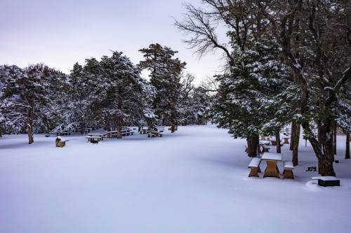 Snow-covered park with picnic tables surrounded by trees, creating a serene winter landscape.