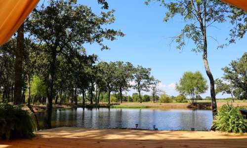 A serene view of a pond surrounded by trees under a clear blue sky, seen from a wooden deck.